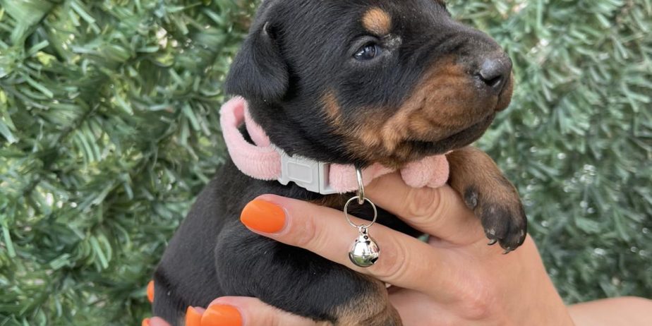 Doberman prelepi stenci