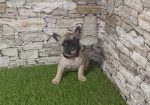 Francuski Buldog prelepi štenci