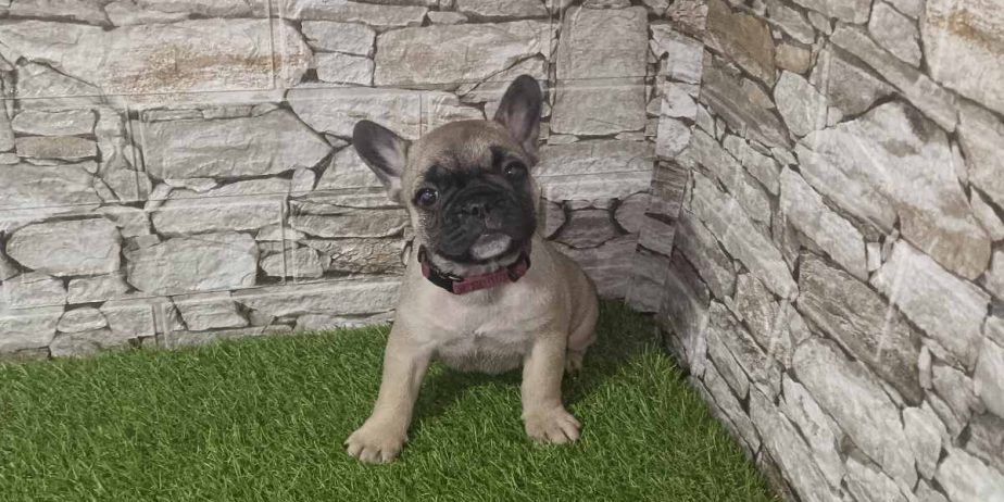 Francuski Buldog prelepi štenci