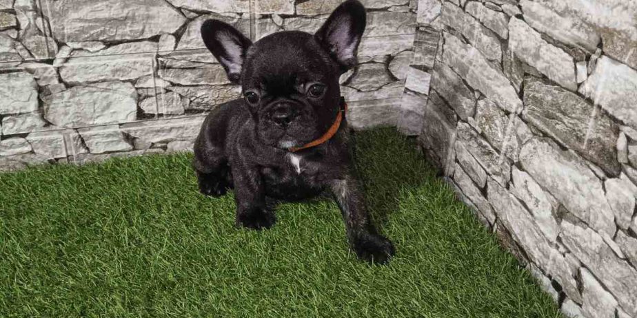 Francuski Buldog prelepi štenci
