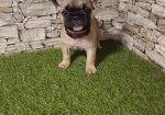 Francuski Buldog prelepi štenci