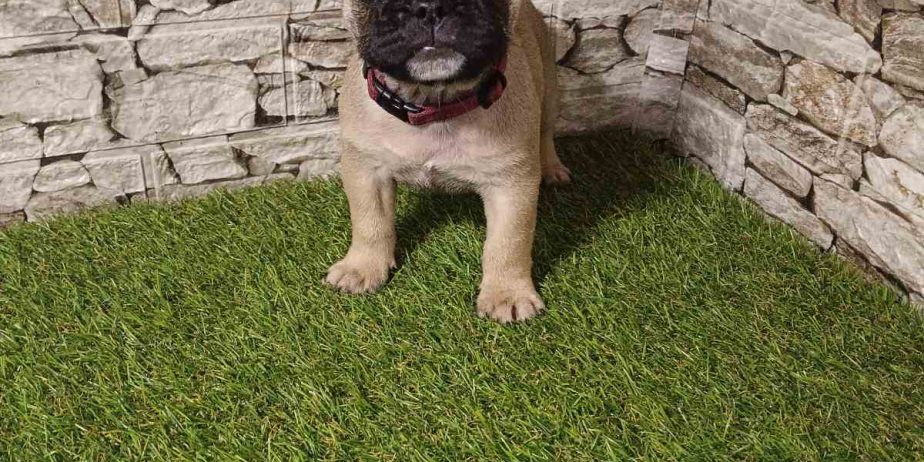 Francuski Buldog prelepi štenci