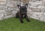 Francuski Buldog prelepi štenci