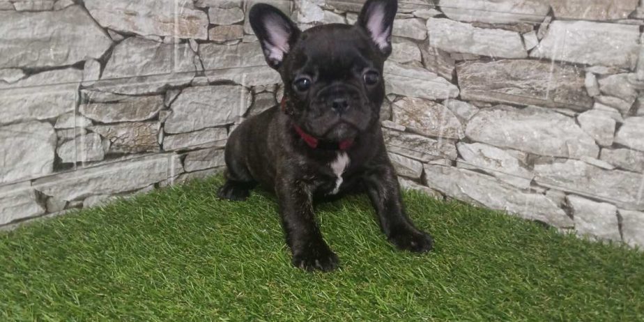 Francuski Buldog prelepi štenci