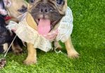 Francuski Buldog prelepi štenci