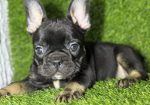 Francuski Buldog prelepi štenci