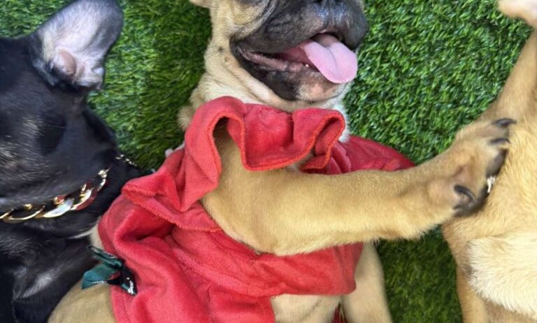 Francuski Buldog prelepi štenci