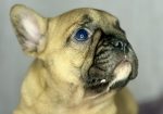 Francuski Buldog prelepi štenci