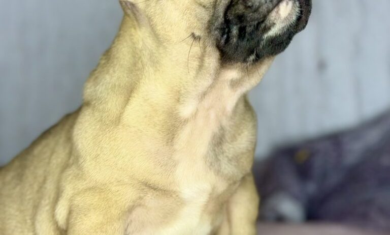 Francuski Buldog prelepi štenci