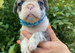 Francuski Buldog PRELEPI štenci
