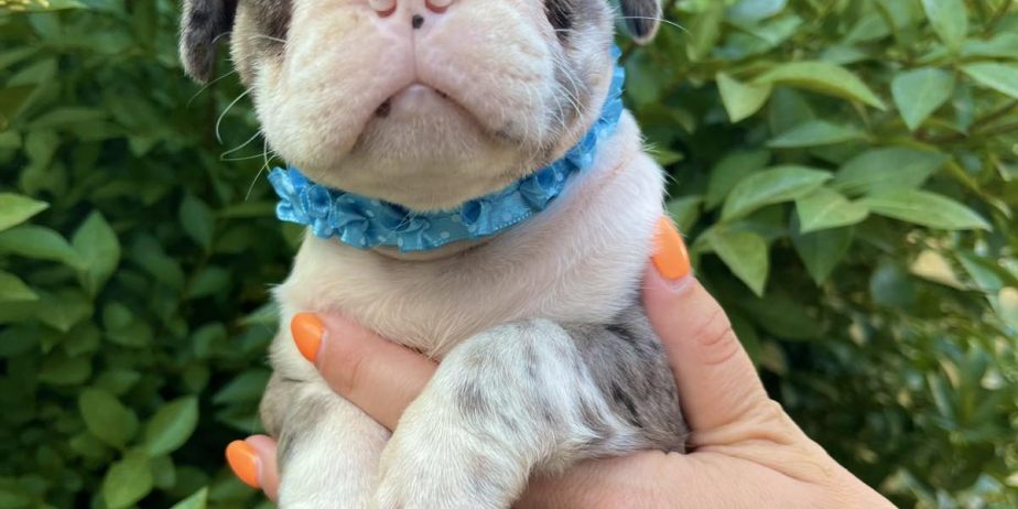 Francuski Buldog PRELEPI štenci