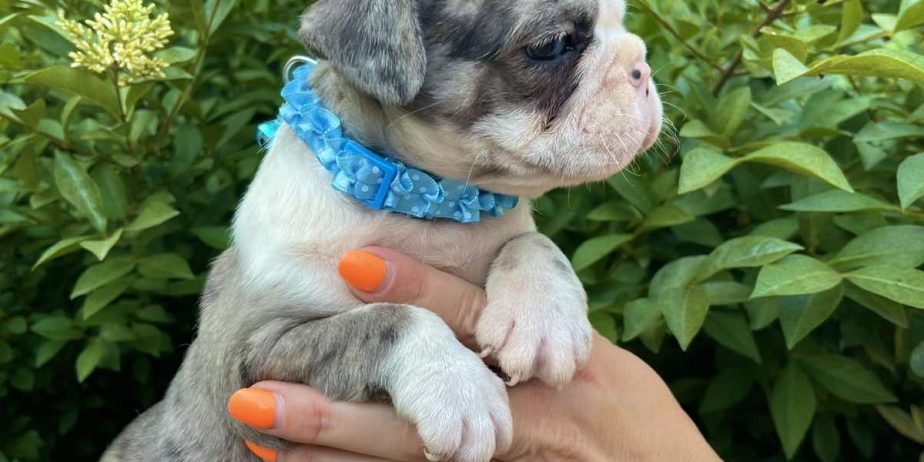 Francuski Buldog PRELEPI štenci