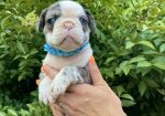 Francuski Buldog PRELEPI štenci