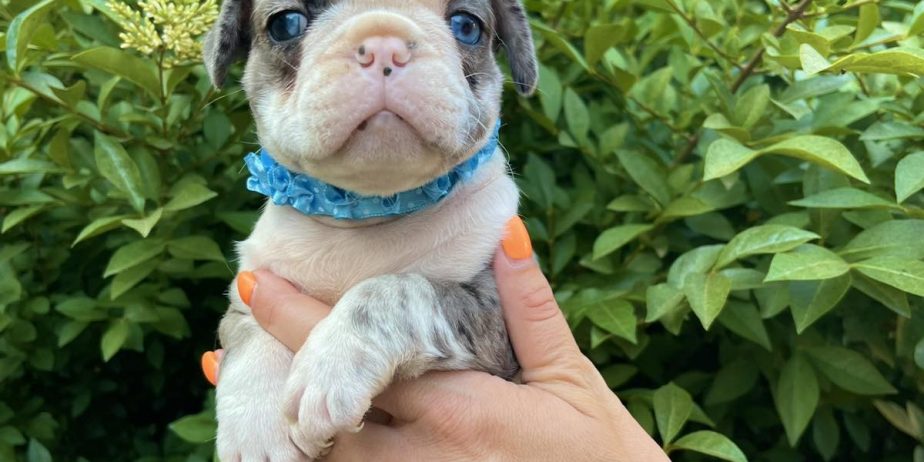Francuski Buldog PRELEPI štenci