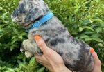 Francuski Buldog PRELEPI štenci
