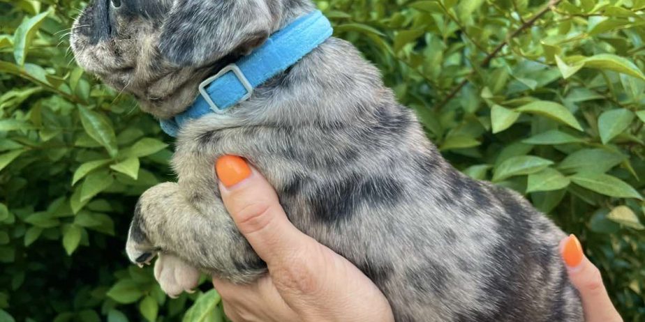 Francuski Buldog PRELEPI štenci