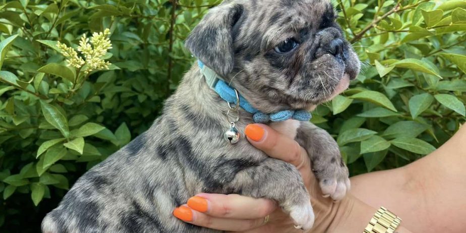 Francuski Buldog PRELEPI štenci