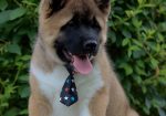Americka Akita stenci