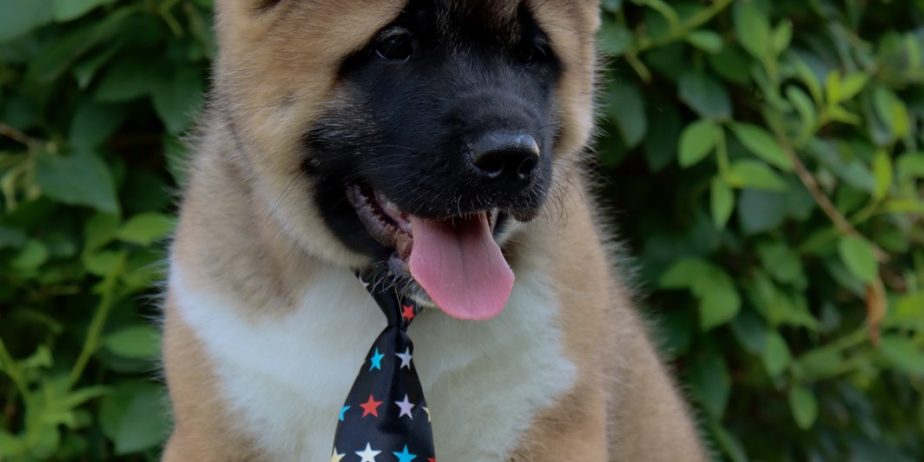Americka Akita stenci