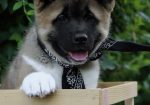 Americka Akita stenci