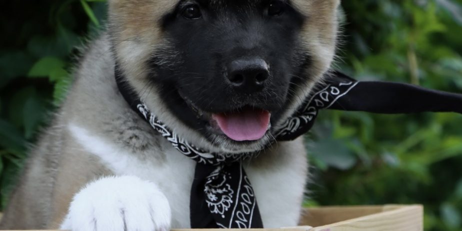 Americka Akita stenci