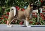 Americka Akita stenci