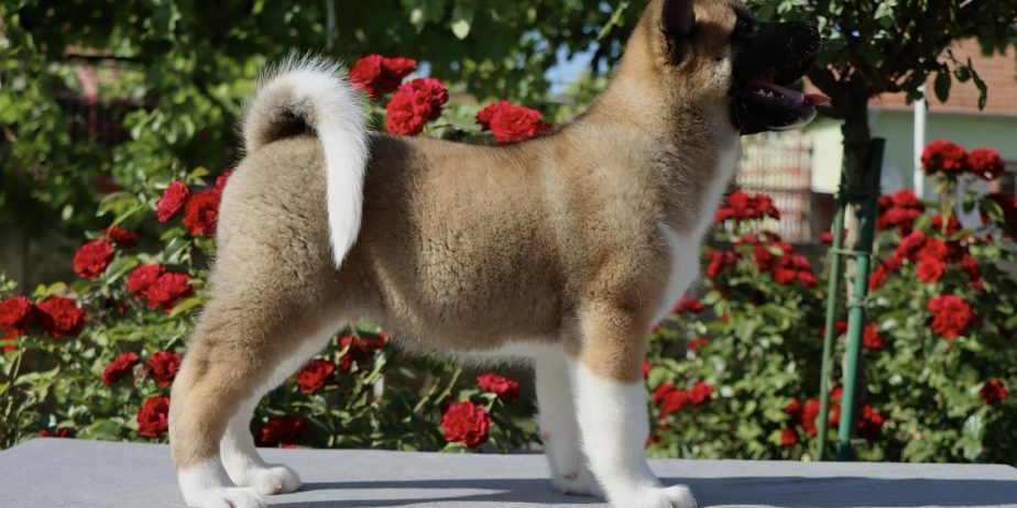 Americka Akita stenci