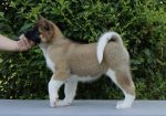 Americka Akita stenci