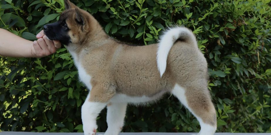 Americka Akita stenci