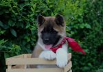 Americka Akita stenci