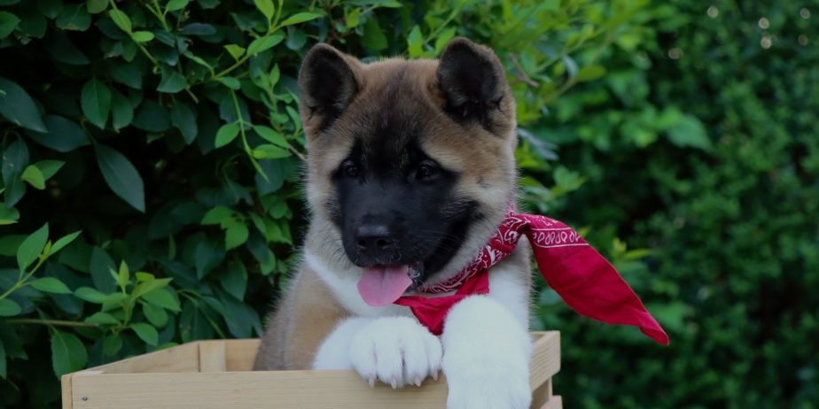 Americka Akita stenci