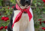 Americka Akita stenci