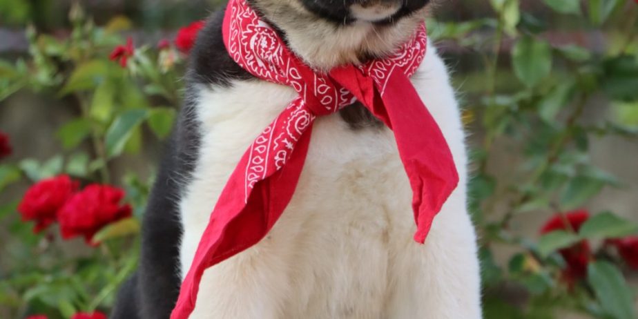 Americka Akita stenci