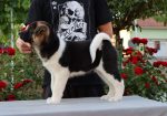 Americka Akita stenci