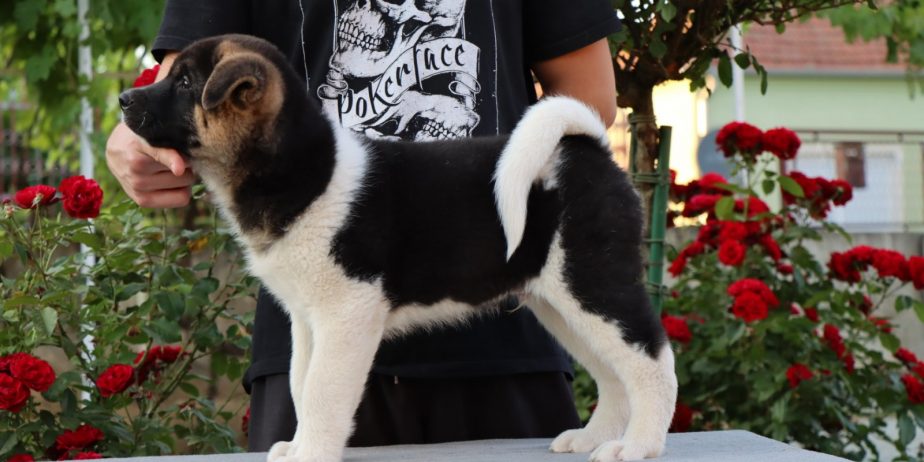 Americka Akita stenci