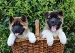 Americka Akita stenci