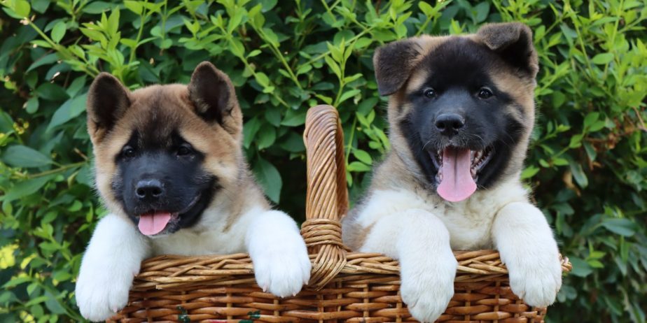 Americka Akita stenci