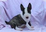 Mini Bull Terijer prelepi štenci