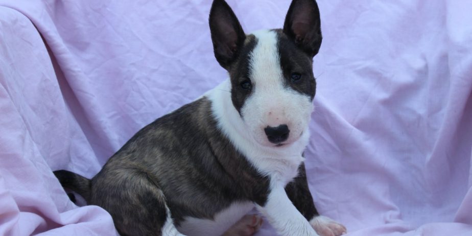 Mini Bull Terijer prelepi štenci