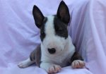 Mini Bull Terijer prelepi štenci