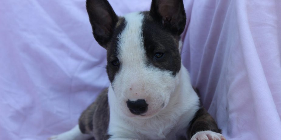 Mini Bull Terijer prelepi štenci