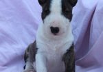 Mini Bull Terijer prelepi štenci