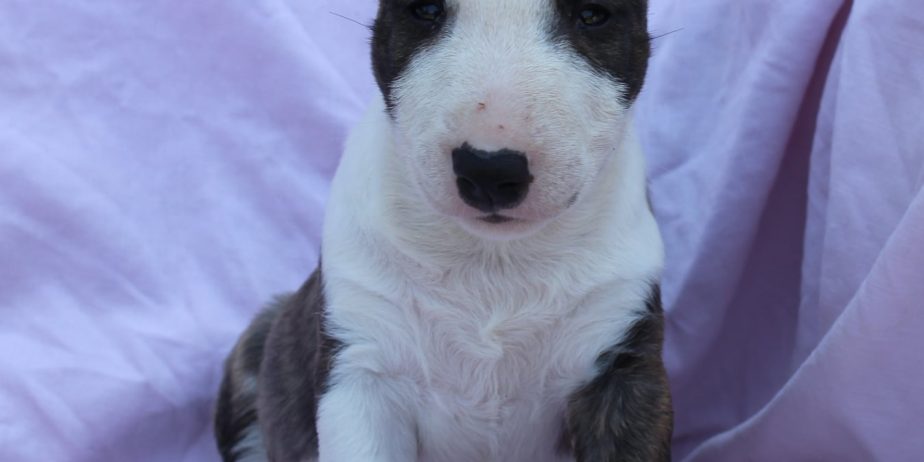 Mini Bull Terijer prelepi štenci
