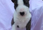Mini Bull Terijer prelepi štenci
