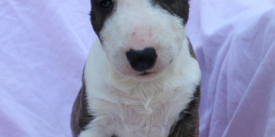 Mini Bull Terijer prelepi štenci
