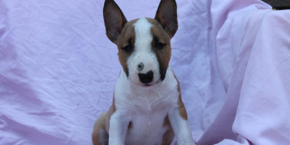 Mini Bull Terijer prelepi štenci