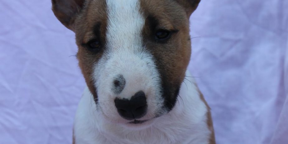 Mini Bull Terijer prelepi štenci