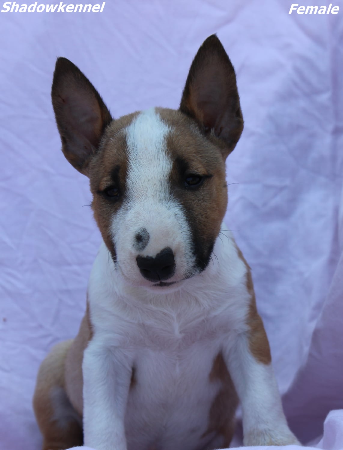 Mini Bull Terijer prelepi štenci