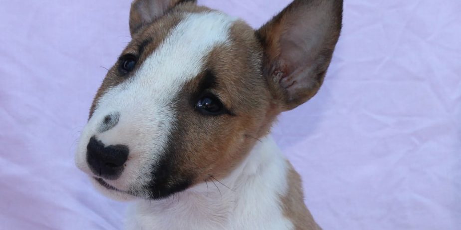 Mini Bull Terijer prelepi štenci