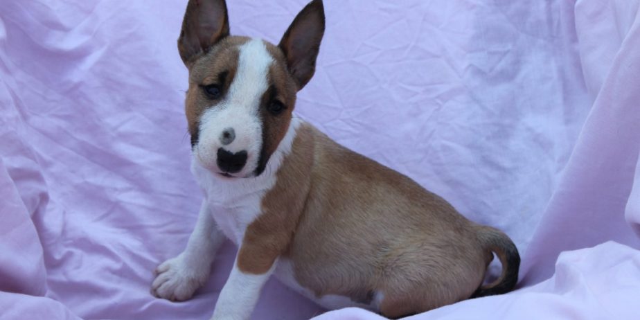 Mini Bull Terijer prelepi štenci